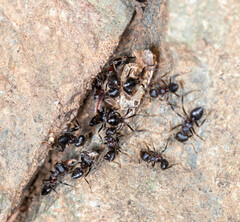 Crematogaster aurita