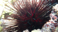 Echinothrix