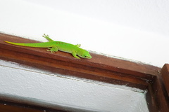 Phelsuma grandis