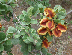 Combretum
