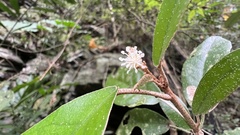 Croton cascarilloides