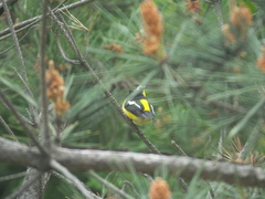 Ficedula zanthopygia