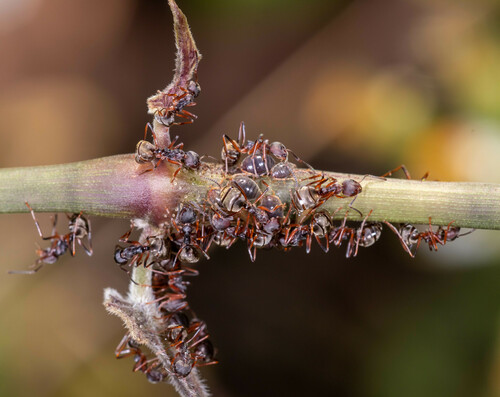 Dolichoderus erectilobusDolichoderus erectilobus
