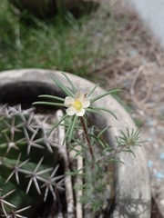 Portulaca elatior