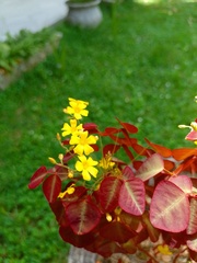 Oxalis hedysaroides