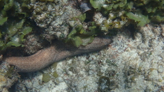 Gymnothorax pictus