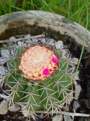 Melocactus violaceus violaceus