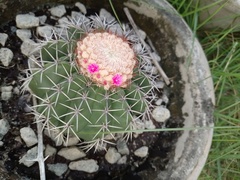 Melocactus violaceus violaceus