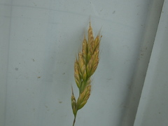 Bromus lepidus