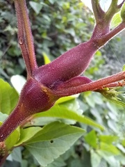 Procecidochares utilis