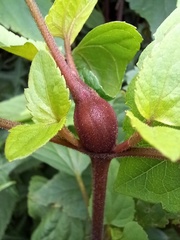 Procecidochares utilis