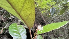 Croton cascarilloides