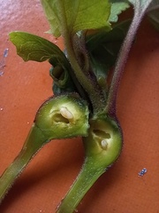 Procecidochares utilis