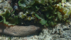 Gymnothorax pictus