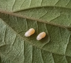 Procecidochares utilis