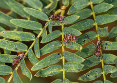 Dolichoderus erectilobus