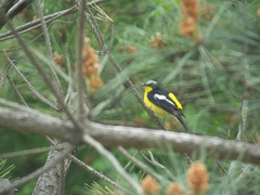 Ficedula zanthopygia