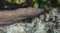 Gymnothorax pictus