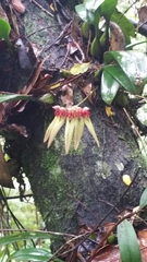 Bulbophyllum longiflorum