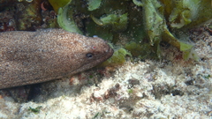 Gymnothorax pictus