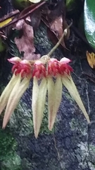 Bulbophyllum longiflorum
