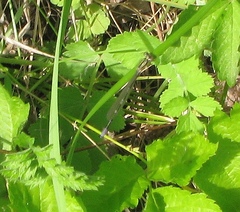 Coenagrion johanssoni