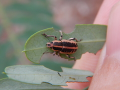 Eudiagogus rosenschoeldi
