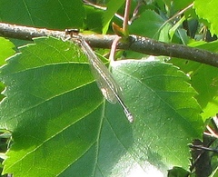 Coenagrion johanssoni