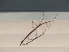 Anchiale austrotessulata