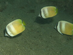 Chaetodon kleinii