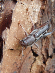 Xylotrechus sagittatus