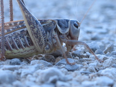 Decticus albifrons