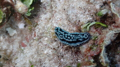 Phyllidiidae