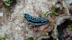 Phyllidiidae