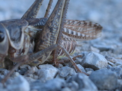 Decticus albifrons