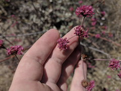 Eriogonum grande rubescens