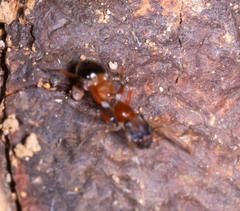 Myrmarachnini