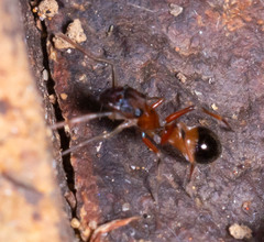 Myrmarachnini