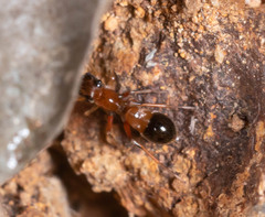 Myrmarachnini