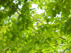 Emberiza spodocephala