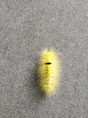 Lymantriinae