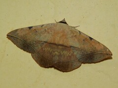 Hypopyra