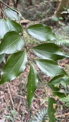 Cinnamomum osmophloeum