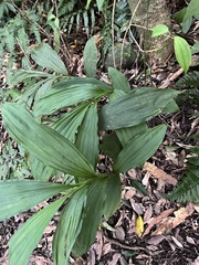 Cephalantheropsis obcordata