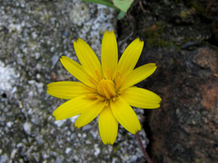 Hyoseris radiata
