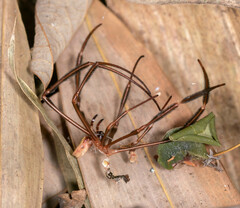 Nephila