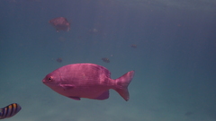 Kyphosus cinerascens