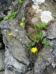 Hyoseris radiata