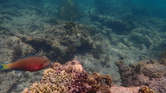 Chlorurus strongylocephalus