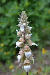 Digitalis lanata